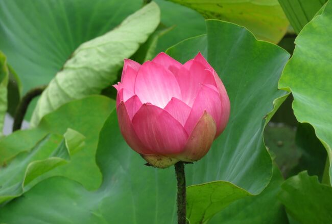 2018梅雨、鶴舞公園の花(4/8)：鶴舞奏楽堂、胡蝶ケ池の蓮、鈴菜橋、花菖蒲園