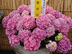 浅草まで散歩途中、長国寺で紫陽花祭りを見てから、浅草のアミューズ　ミュージアムへ行きました。