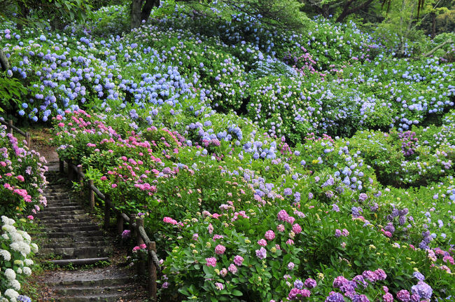 梅雨と言えば紫陽花。<br />そして、大好きな花の一つが、その紫陽花だ。<br />今年はどこで紫陽花を観ようかと考える。<br />そして思い付いたのが伊豆下田。<br />7年前に訪れた時に出会った素晴らしい情景が思い出されたからだ。<br />その見事な紫陽花の風景を再び。