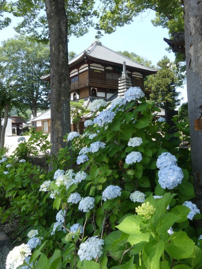 群馬県太田市の「祥寿山 曹源寺」は、「太田のさざえ堂」として知られています。<br />一方、かつては、境内に沢山のアジサイが植えられおり、「群馬のアジサイ寺」とも呼ばれていました。<br /><br />築２００年以上となって老朽化が進行したため、平成２７年８月から平成２９年１０月まで、２年２ヶ月かけて保存修理工事が実施されました。この工事に伴って、境内のアジサイ等が伐採されていたので、その後の様子を見に行ってきました。<br /><br />わずかに残ったアジサイは開花が進んでいます。残されたアジサイに加えて、本堂（さざえ堂）の周囲にはアジサイの幼木が植栽され、小さな木に数輪の花を咲かせています。来年以降は、これらが育って大きくなり、沢山の花を咲かせてくれるだろうと期待します。