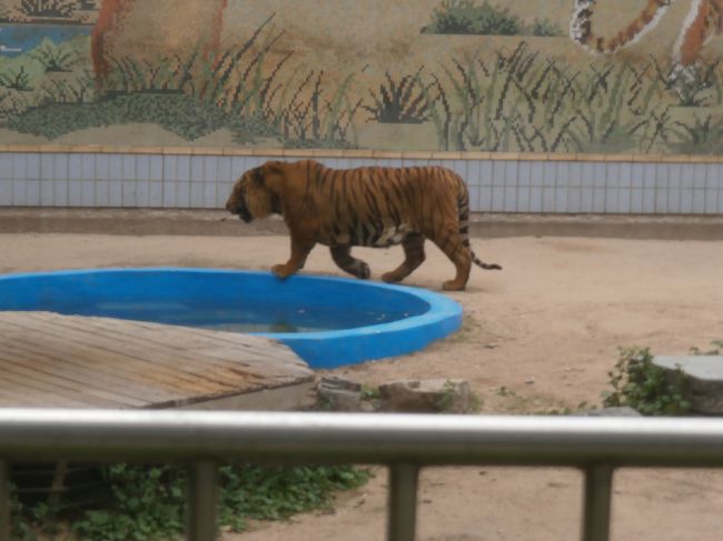 大邱の一週間　⑧　動物園と頭流公園、帰国