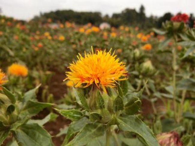 去年も見たので今年は紅花以外にも目標に