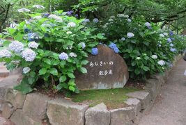 2018梅雨、鶴舞公園の花(7/8)：アーティチョーク、ベゴニア、スモークツリー