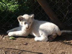 ビクトリアの滝と大型野生動物に出会う旅　7/7　ライオンパーク編