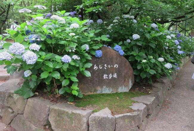 鶴舞公園の紫陽花の紹介です。鶴舞公園の西側は、起伏の少ない地形を活かした西洋風の回遊式庭園ですが、公園の東側はもともとの緩やかな丘陵の地形を活かした日本風の自然の庭園です。『あじさいの散歩道』は西寄りに位置します。