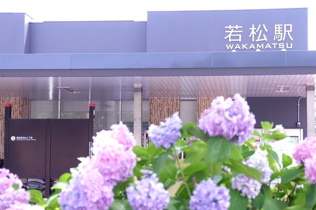 去年は休みが取れなかったから行けなかった 若松・高塔山のあじさい祭り。<br />今年は2日連続で行ってきました。<br /><br />ここ若松は私が生まれ3歳までですが、育った町です。<br /><br />昔に比べたら、どんどん寂れていってしまい<br />何にもない町ですが、この高塔山のあじさいは県下でも有名で<br />今や7万本のあじさいがこの季節になると咲き誇っています。<br /><br />来月に行われる『くきのうみ花火の祭典』と<br />6月のこの『あじさい祭り』の時だけは、たくさんの人がやってきます。<br /><br />母は生前、毎年楽しみにしていて父と出かけていました。<br />母がなくなった後、それまで特別好きじゃなかった紫陽花が<br />とても好きになり、私が毎年行くようになりました。<br /><br />母とたくさんの時を過ごした若松。<br />ここは私の原点でもあるのかなあ?<br />ノスタルジックにひたれる町です。<br /><br />1日目の土曜日はあじさいの写真がボケたりで綺麗に撮れてなかったので<br />2日目にあじさいの写真にスポットをあて、リベンジしました。<br /><br />ただ、残念なことに<br />今年は咲いているあじさいが圧倒的に少なかったです。<br />山の頂上に咲いているあじさいは<br />地元の高齢者のボランティアさんが手入れをしてくださっている<br />とのことなので、手がまわらなかったのか<br />それとも、梅雨入りした途端雨が降らずにいい天気が続いたせいか。<br /><br />それでも山の木陰あたりは綺麗で可憐なあじさいが<br />たくさん咲き誇っていました。<br /><br /><br />あじさい祭りの他に2年前に行った<br />衝撃のベラミ山荘にも再訪してきました。<br />今年はお話も聞くことができ、楽しい再訪になりました。<br /><br />その話はまた別記事で。