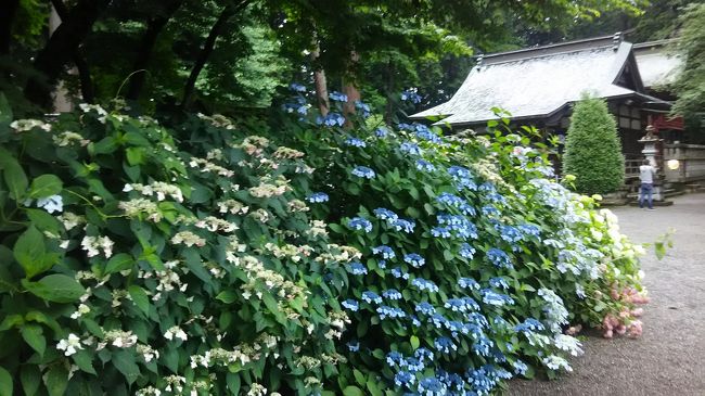 朝から曇り空で、予報では雨が降るらしい。でも6月のこんな天気こそ、アジサイを見るには最高の天気。ちょうど今日から栃木のアジサイ祭りが始まるようなので、出かけてみました。<br /><br />まずは大平山の神社とあじさい坂へ。6月15日から「とちぎあじさいまつり」が始まり、7月1日までは駐車場が有料になり、道路も一方通行になっていました。あじさい坂の入口から駐車場に入り車を止め、ここから歩きます。お茶屋さんの前から坂はかなりの勾配で、あじさい坂の看板から石段が続きます。神社に向かってほとんど真っ直ぐ続く石段ですが、その両側はすべてあじさいの花が並んでいました。白やブルー系を中心によく咲いていました。ポツポツ雨も落ちてきたのですが、かえってあじさいの花や葉が生き生きと見えました。<br /><br />「のづら積み」と言われる石段が終わっても、まだまだ階段が続きます。１０００段はあるとか、ご神木の周りだけは石段も回っていましたが、後はほとんど真っ直ぐ登る階段です。「随神門」まで来ると道路があり、車でここまで来る人もいるのか駐車も出来ます。門をくぐるとあじさいが迎えてくれるのですが、さらに急かと思えるほどの石段が大平山神社本殿まで続きます。息もハアハア荒くなり、膝もカクカク言いそうですが、両側のあじさいに助けられて登りきることが出来ました。きっと、ご利益があるでしょうか。参拝をした後、下り道は登りの半分も時間がかからなかったでしょうか。<br /><br />ここまで来たら、鹿沼の磯山神社までも足を伸ばしてみることにしました。粟野街道から新しい293号を走れば10キロぐらいでしょうか。田んぼの中にこんもりとした鎮守の森の様な所に、お祭りを知らせる様な旗が何本も立っていました。入口付近に駐車場があり、この神社も参道は本殿に向かって真っ直ぐに伸びていましたが、ほとんど平らなのでホッとしました。<br /><br />歩き始めると、両側にあじさいが並んでいます。この神社は夕方から提灯でライトアップをしているため、少し幻想的な雰囲気があります。そんな光景を写すのか、本格的なカメラを持った方に何人も出会いました。鹿沼はつつじだけでなく、花卉の栽培も盛んなようです。春はあじさい、冬はシクラメンやポインセチアなどの鉢植え。栽培農家によってはあじさいの品種改良もしているようで、花火、色変わり、ピンクなどのあじさいがあります。そんな影響なのか、この神社では大平山よりも新しい品種ではと思える花も見られました。<br /><br /><br />急な階段を登って参拝する信徒を、あじさいの花が癒していたのでしょうか。田んぼの中の神社は、村の豊作を祈っていたのでしょうか。どちらの真っ直ぐに続くあじさいロードでしたが、それぞれの歴史がありそうに思えました。<br />