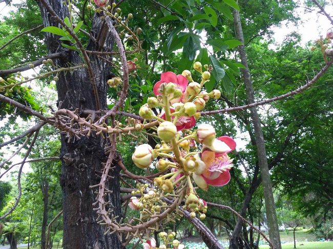 バンコク　ラマ９世公園広くていい所ですよ<br />