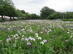 伊勢崎の華蔵寺公園から赤堀花しょうぶ園まで歩きました