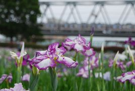 ひとりお花見部　小岩菖蒲園で 菖蒲のお花見