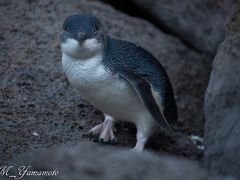 メルボルン-アリススプリング探鳥記（メルボルン編）