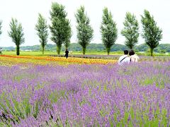 千葉の花巡り　佐倉ラベンダーランド、宗吾霊堂の紫陽花、川村美術館の自然散策路