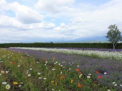 富良野、美瑛　ラベンダー前の花畑巡り