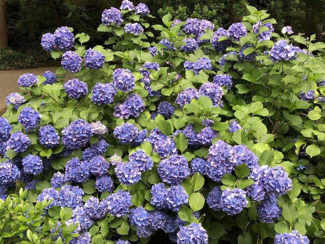 紫陽花を見に六義園へ、薔薇を見に旧古河庭園へ行ってきました。梅雨の合間の晴れの日だったので、気持ちよくお散歩することができました。