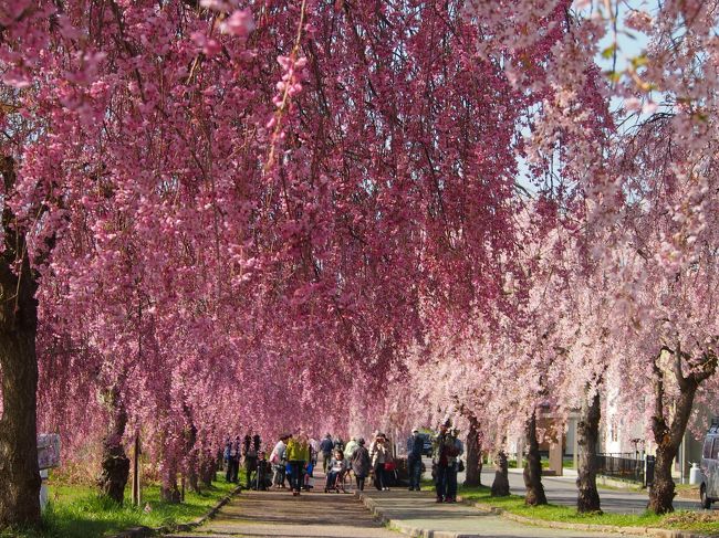 関東ではソメイヨシノなどの世間一般でいう桜前線のメインの桜の季節が終わり、遅咲きの桜が見頃を迎える頃に福島の会津地方の桜が満開を迎えます<br />日中線のしだれ桜もそろそろ綺麗なんじゃないかな？と調べてたら７分咲きになってるというので、満開になる少し前のが日中線は綺麗だと思い、せっかくなら綺麗な時に見たいなと、、、仕事休みの４月１９日木曜日に高速利用で休憩なしなら片道約３時間？、前回の旦那と義母と日中線桜観賞からのリベンジ、１人で桜観賞しに行ってきました。<br />早く行ったので、駐車場も見所メイン近くの駐車場にも止められ、予想通りとても綺麗な日中線の枝垂れ桜並木を見ることが出来ました＾▽＾<br /><br />見終わってすぐ帰るには時間もまだ早かったので、ちょっとだけ御朱印巡りをして、鶴ヶ城のライトアップを見てから帰りました。<br /><br />