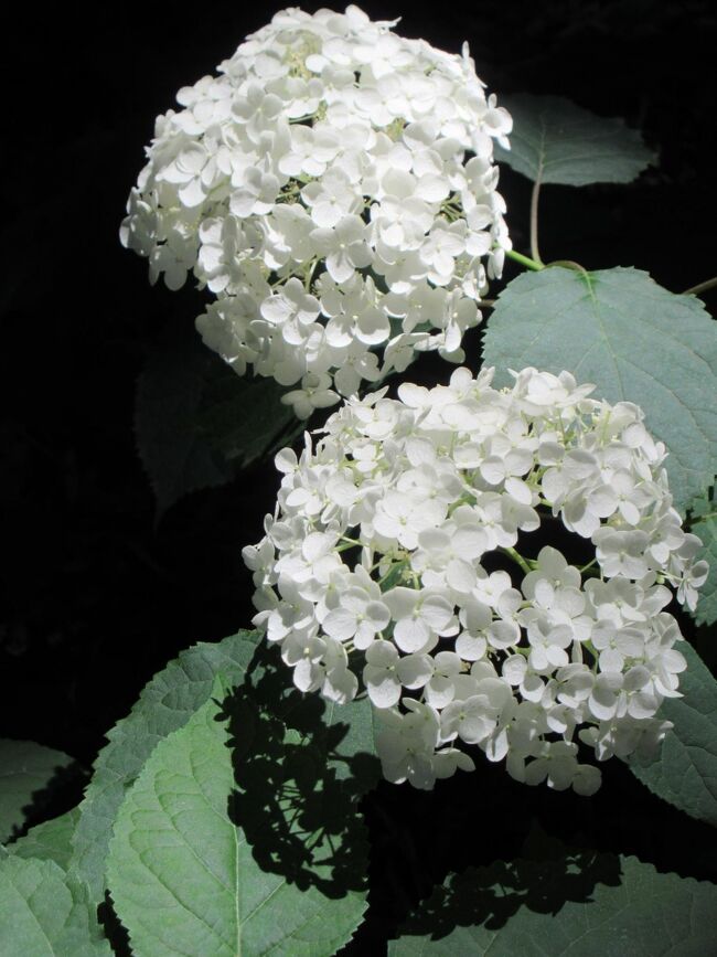 6月の花散歩<br /><br />〈花しょうぶ 6/13赤堀花しょうぶ園〉<br />去年 初めて 川の流れのような花しょうぶ を目の当たりにして<br />今年も 是非訪れようと思っていた赤堀花しょうぶ園<br />なのに ふと 気が付けば 6月中旬!<br />今年も あの風景が見れたのは 4トラの あの方からのコメントのおかげ!<br />感謝です♪♪♪ <br /><br /><br />〈紫陽花 6/12・17 小野池アジサイ公園 6/16・19荻窪公園〉<br />梅雨寒の この日「今日の気分は 熱々飲茶!」と<br />香港茶廊 で飲茶ランチ<br />温かい「お母さん」のような マダムに心まで ホンワカ♪<br />荻窪公園の紫陽花を見にお出かけです(^_-)-☆<br /><br />