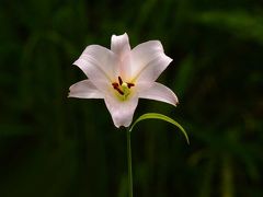 2018初夏に向かって咲く華・花/その2【 初夏の姫花・ササユリ】