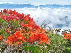 美ヶ原高原のレンゲツツジ