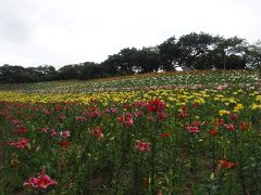 可睡ゆりの園・ききょう寺香勝寺・小國神社一宮花しょうぶ園2018