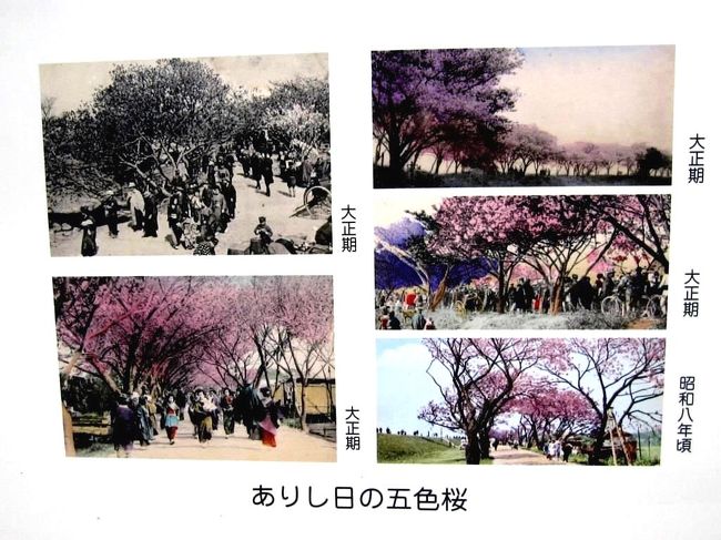かつて、荒川堤は「荒川の五色桜」と呼ばれた桜の名所でした。多くの品種が混植され、白、黄色、紅色など色とりどりで「五色桜」名づけられていました（表紙写真）。<br /><br />現在アメリカの首都ワシントンのポトマック河畔は世界的な桜の名所ですが、この桜は1912年、当時の東京市長・尾崎行雄が日米友好の証として「荒川の五色桜」の苗木を贈ったものです。<br />https://4travel.jp/travelogue/11049545<br />その後「荒川の五色桜」は河川改修工事で逸散してしまいました。足立区では1981年、区制50周年記念事業として「五色桜」を復活させるために、ポトマック河畔の桜から枝を採取して、33品種3,000本の里帰りを実現し「里帰り桜」として荒川堤や区内の公園などに植えました。<br /><br />私の属するウオーキングクラブでは、この「里帰り桜」を見に行くことにし、2018年3月23日、私一人でコースの下見に行きました。そして、2週間後の4月5日、メンバーと「荒川堤」、「都市農業公園」の五色桜を見に行き、帰途「西新井大師」を参拝しました。<br />五色桜は「八重桜」系統で、ソメイヨシノから2週間ほど遅れて満開になります。なお八重桜とは花弁10枚以上の桜の総称です。<br /><br />なお、都市農業公園については、下記昨年の旅行記をご参照下さい。<br />https://4travel.jp/travelogue/11249618