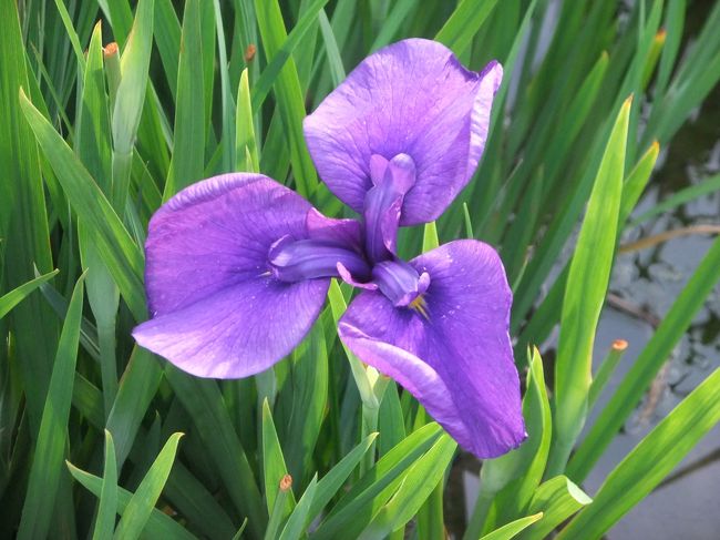 久しぶりの皇居東御苑の花菖蒲園を尋ねました、最盛期は過ぎておりましたけれど多少残って咲いておりました、東京駅から<br />大手門までの地下道はすっかり工事が完了しており、当初は少し迷いましたが、大手門より入り、三の丸尚蔵館では明治の御慶事展が開催されておりました、同心番所前から百人番所・白鳥濠・二の丸庭園の菖蒲園にて写真をとり、諏訪の茶屋から大手門<br />まで戻り帰途につきました。<br />