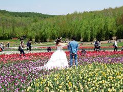 2018.5 春の滝野すずらん公園…満開のシラネアオイと咲きはじめのチューリップ畑