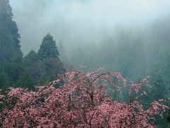 '18　現存天守二城巡りと桜を求めて（芦原温泉・竹田の里枝垂れ桜）