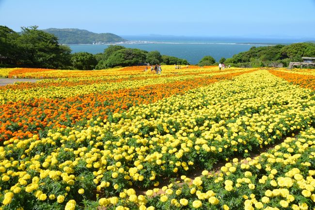 福岡滞在時に前から行きたかった能古島にあるのこのしまアイランドパークに行ってきました。<br /><br />この時期はマリーゴールドが有名らしく、青空と海とのコントラストがキレイでした。