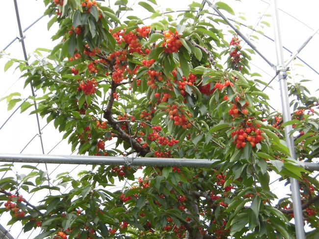 この日だけ大雨の予報の中　コミュのメンバー５人と駒ヶ根に向かいました。<br /><br />駒ヶ根でさくらんぼ狩りです。　<br />　ハウスになっており　１０種類のさくらんぼの木があり　<br />　　食べ比べが出来ました。<br />　黒っぽい紅さやかが甘く美味しかったです。<br />　無制限でしたが　農園の方の用事で５０分仕方ありませんでしたが　<br />　十分食べれました。<br /><br />その後　養命酒の工場見学が予約してあるので　急いで移動です。<br />８０分ぐらい　ビデオ・ライン・試飲など勉強になりました。<br /><br />次は３時なのでおやつタイムでかんてんぱぱでゼリーの試食をして　<br />大芝の湯に入りました。森林浴で気持ち良かったです。<br /><br />夕食はここまで来たら　やっぱり名物のソースかつ丼を食べて<br />帰らなくちゃ～。<br />お腹も一杯になり　そろそろ戻らないとね。<br /><br />家に着いたのは２３時４５分　遅くなりました。<br /><br />雨もそれ程で　心配するほどではなく良かったです。<br />