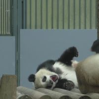 再びシャンシャン（上野動物園）