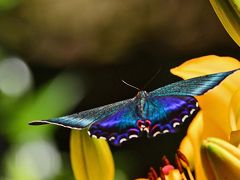 2018初夏に向かって咲く華・花/その3【 優雅に咲く谷汲ゆり園】