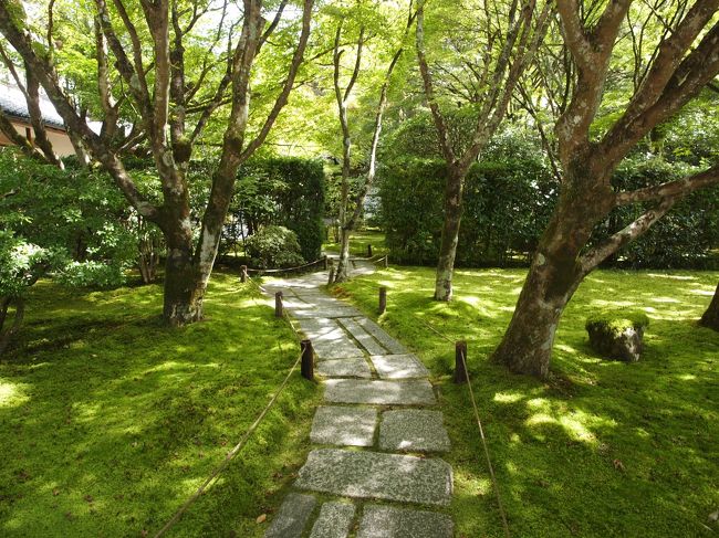 京都の旅、今回の四日目は、京都の南西側へ。<br />前日以上に快晴で真夏のような陽射しが降り注ぐ、暑い一日でした。<br /><br />当初、旅の予定は三泊四日で土曜のこの日に帰るつもりでした、Webで新幹線の予約を日曜帰りに入力してしまい、四泊五日の旅になってしまったのです。<br />最近、どうも、こういうケアレスミスが多くなりました。<br /><br />そのおかげで、行きたかった場所に行くことができたので、結果的にはよかったかと。<br /><br />その行きたかった場所の一つが苔寺。<br />4日目の土曜の午前中は苔寺とその周辺を廻ります。