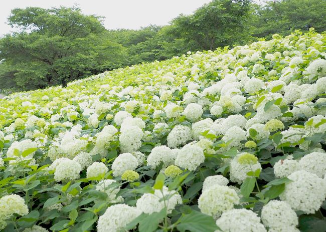 春日部経由で幸手市へ！<br />春日部まで来ると、日光や栃木が近い感じがするような。<br /><br />歩く事30分。<br /><br />紫陽花ゾーンは、咲き始め。<br />白いゾーンは、カリフラワーみたいな白いぽんぽん群衆でした！<br /><br /><br />ひとつ気になったのが、自販機が安い！！！！！！