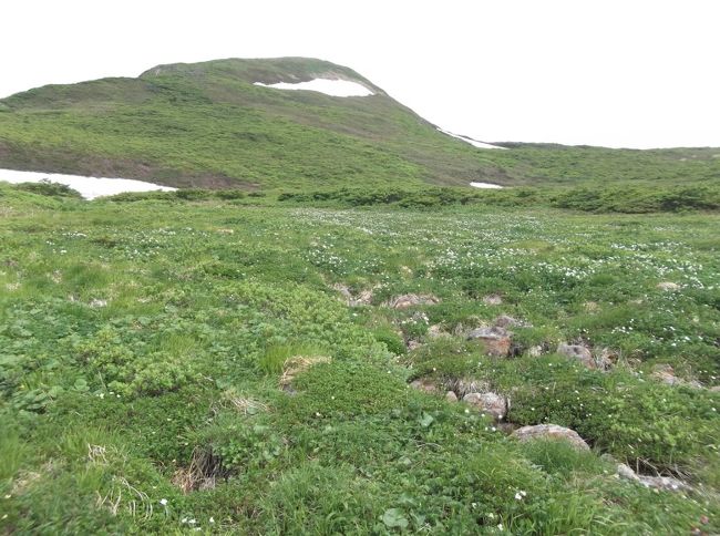 前から歩いてみたいと思っていた岩手県の焼石岳(やけいしだけ、1548m)に登りました。焼石岳は長いアプローチが難ですが、東北の山友達から「行きましょう!」<br />23日(土)早朝、中沼登山口から歩き始めました。中沼や上沼を眺めるなだらかな山道に早速咲いていました、ミズバショウやリュウキンカ。シラネアオイも結構。<br />2時間ほどで銀明水です。冷たくて美味しい水をたくさん飲みました。ここから小一時間が花畑や展望がなく傾斜もきつくなり、ちょっと辛かった(>_<)<br />でもすぐに視界が開けて姥石平です。正面に焼石岳、左に横岳、右奥に東焼石岳が見えます。ここからのハクサンイチゲは、多くの方の山ブログにアップされてます。ハクサンイチゲ(タイトル画像)もチングルマもピークすぎでしたが、十分に満足できました。<br />ほどなく焼石岳山頂に。晴天で、鳥海山や岩手山まで見えます。山頂に憩うハイカーはみな幸せそう。<br />東焼石岳への山道は、今登った焼石岳や右手に横岳が見えて気分が良いところです。チングルマやハクサンチドリなどもきれい。<br />今日の宿・金明水避難小屋には1時半すぎに。また冷たい水をしこたま飲んで、持参の酒を冷やしました。ボランティアが山道の草刈りを。頭が下がります。<br />3時から宴会。ボランティアの方たちに赤ワインを差し入れたら喜んでもらえました(^o^)(カレーや惣菜のお返しが!!) 避難小屋の夜は楽しく更けて、目が覚めたら真っ暗ですがまだ10時(笑)<br />当初は来た道を戻ろうという計画だったのですが、私が酔いつぶれている間に、沢沿いの直登コースを下りようという話になったよう(*_*)<br /><br />24日(日)は6時すぎ出発。登山道にはシラネアオイやミズバショウ、キヌガサソウがきれいですが、初めの30分ほどは、小さな沢のなかを歩いている感じ。山地図では破線の難路というのがうなずけます。<br />始終、向こうには栗駒山が。途中、横岳が見える尾根に出ましたが、たんたんと山道を降りて、最後に尿前沢をザブザブ漕いで渡り、9時に中沼登山口にゴール。<br />全てgoodでしたが、一番は花。もうどこを歩いていても次々に。これだけの花の山は久しぶりでした。山友達に感謝。