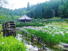 兵庫、梅雨時の花々を追って、神戸の須磨離宮公園～三田の相野あじさい園と永沢寺花しょうぶ園へ～！