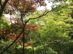 梅雨の晴れ間の紅葉～おまけのアジサイとユリ