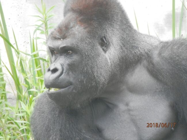 17日曜午前東山動物園