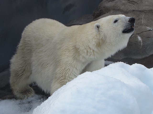 さて旅先で迎える正月も、ここからは動物園めぐり。<br />まずは五月山動物園へ。<br />小さくて無料だけど、ウォンバットが複数頭いるのは国内では珍しい。<br />ただタイミングが悪くて、１頭しか観れなかったのが残念。<br />小さいながらも面白いメンツでしたが、さすがに1日はいられないので<br />急遽予定になかった王子動物園へ移動。<br />どちらも時間不足で、ちょっと物足りない感じになってしまいました。<br />