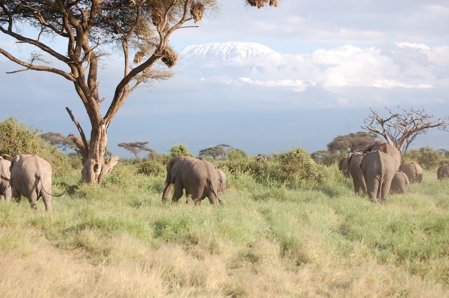 「キリマンジャロを背景に象とキリンが居る風景を見たい」との思いでサファリの旅に出かけました。<br />期待以上の旅が出来、大変満足できる旅でした。<br /><br />今回の旅はアフリカ縦断等を企画するなどアフリカの旅行に強い「道祖神」を利用。添乗員はキリマンジャロ５０回以上の登山経験有る等アフリカ通<br />また、旅行後のフォローも誠実でしっかりしていました。<br /><br />旅行者:12名　30代後半～70代前半　女性：8名　男性：4名<br /><br />日程　（例：～飛行機　　⇒サファリカー）<br />6月1日　成田(21:30発）～香港～<br />　2日　～エチオピア（アディスアベバ）～ケニア（ナイロビ）ホテル泊<br />　3日　ナイロビ⇒アセンボリNP　15:30サファリ出発<br />　4日　終日アンボセリNP　サファリ<br />　5日　アンボセリNP⇒ナイロビ⇒ナクルNPサファリ<br />　6日　ナクルNPサファリ⇒ナイバシャ湖サファリ⇒マサイマラNP<br />　7日　終日　マサイマラNPサファリ<br />　8日　終日　マサイマラNPサファリ<br />　9日　マサイマラNP⇒ナイロビ～アディスアベバ～<br />10日　　仁川～成田（20:25着）<br /> <br />ブログは5回に分けて登載<br />旅行記は3編　動物はまとめて2編に編集<br />５－１　　6月1日　～　3日<br />５－２　　6月4日　～　6日<br />５－３　　6月7日　～　10日<br />５－４　　動物ビッグ５（ﾗｲｵﾝ､ﾋｮｰ､ｻｲ､象､ﾊﾞﾌｧﾛｰ、他ﾁｰﾀｰ）<br />５－５　　その他動物(ｷﾘﾝ、ｼﾏｳﾏ、ｶﾞｾﾞﾙ、ｻﾝｼｮｸｳﾒﾜｼ、他）<br /><br />注意：ケニアはVISAが必要。ネットでも予約可能だが大変だった。<br /><br /><br /><br />　<br /><br /><br />