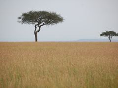 アフリカ　ケニア　サバンナ　サファリの旅　５－３