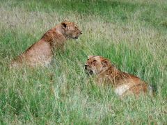 アフリカ　ケニア　サバンナ　サファリの旅　５－４