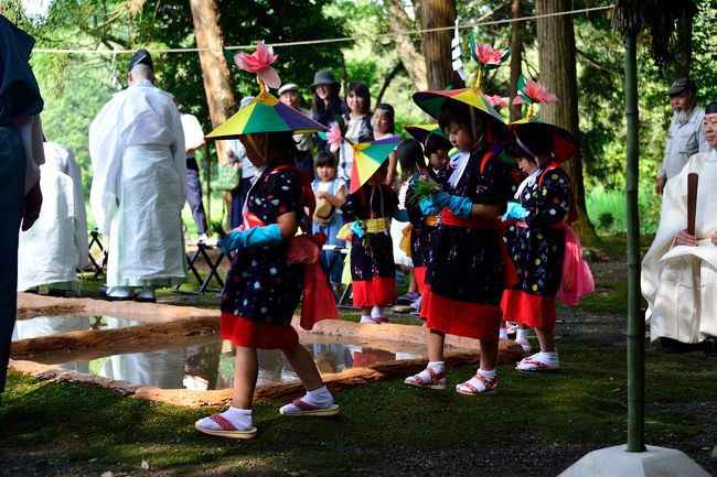  宇佐神宮で、毎年6月第4日曜日に行われる恒例行事、御田植祭がありました。