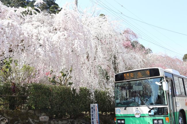 3月31日と4月1日の二日間で夫とワンコを連れてドライブへ。<br />日帰りでのドライブでしたが、まとめて投稿しちゃいます。<br /><br />1日目　室生の大野寺<br />2日目　明日香の飛鳥寺・岡寺<br /><br />ちょっと投稿が遅くなってしまいました；；