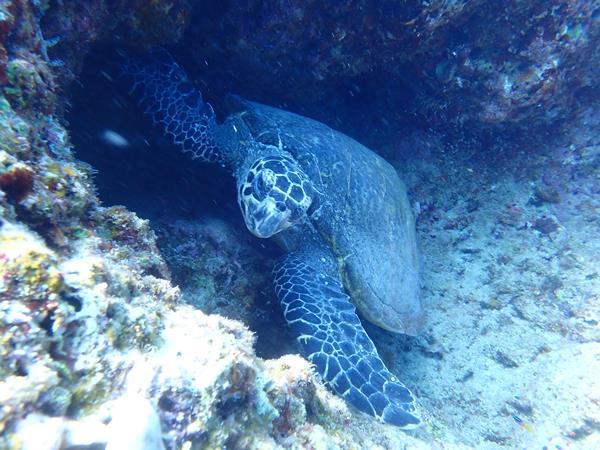 梅雨明けの沖縄へ（１２）残波岬ダイビングでお昼寝中のウミガメさんに出会ったぁ