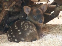 成長した赤ちゃん詣の埼玉こども動物自然公園（北園編）プーズーの赤ちゃんに会いたい！～レッサーパンダのナツちゃんと１日早いけどミヤビちゃん、誕生日おめでとう！