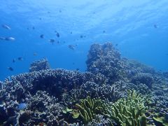 梅雨明けの沖縄へ（１３）安くて新鮮でうまい海人食堂でランチしてサンゴの美しいポイントでダイビング