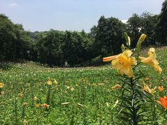 ゆりの花に囲まれて