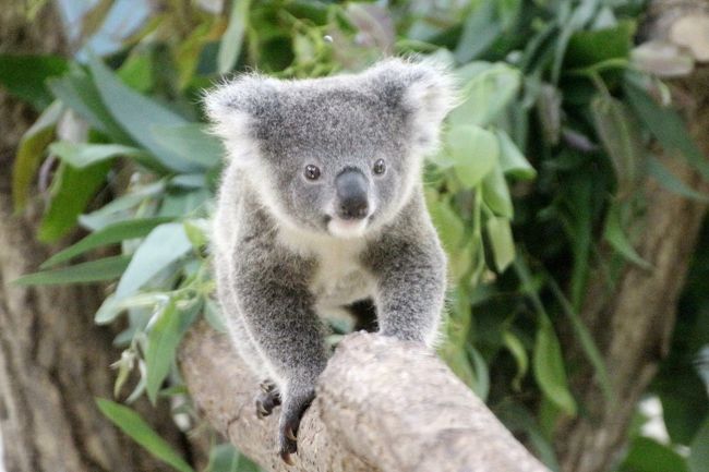 来月７月に短期ですが海外旅行を控え、この週末はアクセスに時間がかからず、閉園時間までいなくてもリピートできるレッサーパンダ動物園に行こうと考え、多摩動物公園あたりを候補にしていました。<br />埼玉こども動物自然公園（埼玉ズー）からお嫁に行ったコアラのニーナちゃんは、まだ検疫中で奥の部屋にいるようですが、ユーカリ交換タイムを狙えば、見えないこともないようなのです。<br />ただし、それには、多摩動物公園でのレッサーパンダのリンゴタイムをあきらめざるを得ないでしょう。ジレンマ。<br /><br />そんなとき、世界一小さなシカであるプーズーの赤ちゃんが生まれ、６月16日（土）から公開されたことを知り、埼玉ズーに行きたくて、むずむずしてきてしまい、結局、アクセスも車でできるラクな埼玉ズーの方に行くことにしました。<br />２週間ぶりですが、現在の埼玉ズーは、プーズーの赤ちゃんのみならず、成長が楽しみな赤ちゃんたちがたくさんいるのです。<br />もちろん、多摩動物公園にも赤ちゃんはたくさんいますが、２週間前と先月と見守ってこられた赤ちゃんの方が、成長ぶりが分かるし、より愛着がわきました。<br /><br />行き先を変えた１番の理由であるプーズーの赤ちゃんには、夕方、バッチリ会えました。<br />ただし、北園にいるので、その写真は前編の旅行記「成長した赤ちゃん詣の埼玉こども動物自然公園（北園編）プーズーの赤ちゃんに会いたい！～レッサーパンダのナツちゃんと１日早いけどミヤビちゃん、誕生日おめでとう！」にまとめました。<br />https://4travel.jp/travelogue/11373206<br /><br />東園で会えた赤ちゃんは、まずはコアラのシャインくんです。<br />ニーナちゃんがいなくなって寂しくなりましたが、10ヶ月になるシャインくんは、いま可愛い盛りですし、行動範囲や活動時間が広がりました！<br />クイン・ママの影に隠れてしまうこともほとんどなく、まだまだママに甘えていましたが、ママから離れて１人でも過ごすようになりました。<br />本日、ユーカリ交換タイムから約１時間半活動していたシャインくんは、ママから離れては少しユーカリを食べ、またママのところへ戻る……の繰り返しでした。<br />ところが、何度目かにママから離れたとき、ママとの距離はどんどん離れてしまい、小さなシャインくんからはママがどこにいるか見えなくなってしまったろうと思います。<br />そしてシャインくんはママのところにたどりつく前に眠くなってしまったらしく、１人で枝によりかかって寝ていました。<br />１才を迎えたコアラはそろそろ１人立ちしますが、10ヶ月はちょっと早くないかしら？<br />クインちゃんもシャインくんも同じ部屋にいるので、昼寝から目覚めたらまた合流できたろうと思いますが、これが自然界だったら、一度離れたらもう二度と合流できなかったのではなかろうかと思うと、ちょっと心配になりました。<br /><br />シャインくんは、１才半くらいまでは、女子コアラのいる大部屋で会えると思いますが、男子コアラの個室は３部屋しかなくて、すでにコタロウくんとコロンくんとピノっちで埋まっています。<br />シャインくんが１人立ちしたら、仮設の狭い区画に入れられてしまうのはかわいそうなので、やがて他園に移動してしまうでしょう。<br />シャィンくんも、いま可愛い盛りということもありますが、会うのは今のうちなのです。<br /><br />東園で会えた赤ちゃんたちは、前回は割愛したカンガルーコーナにいるカンガルーたち、それからカピバラ・ワラビー広場にいるベネットアカクワラビーの赤ちゃんたちでした！<br /><br />カンガルーの他の赤ちゃんは３頭はいました。もう完全に１頭で行動している子たちもいましたが、残り２頭は、ママからおっぱいをもらっていました。<br />ただし、もうママのおなかの袋に入れないので、外からもらっていました。<br />カンガルーのおっぱいはおなかの袋の中にあるのですが、赤ちゃんが頭を突っ込むので、ふくろの口はぱかっと開いており、そこから赤ちゃんが吸ったことで伸びたお乳が、ひものようにびよーんと出ているのが見えました（笑）。<br />なかなかレアな光景だと思いました。<br /><br />ベネットアカクビワラビーの母子は４組は見ることができました。<br />赤ちゃんのうちの１頭は完全に１人で行動していました。<br />残り３匹の赤ちゃんは、まだママのおなかの袋の中にいましたが、ずっと顔を出していたので、よく見えました@<br />前回は全員半放し飼いエリアにいた母子たちですが、今回はまだ赤ちゃんが小さい母子は、ケージの方に分けられていました。<br />飼育員さんに話を聞くことができたのですが、どうやら赤ちゃんは、別のお母さんのおなかに入り込んでしまうことがあり、なわばり争いが発生してしまったようです。<br />自然界では、お母さんはふつう我が子以外は拒否するのですが、埼玉ズーの子たちは我が子でなくても構わずに受け入れてしまうようです。<br />ところがそうなると、おなかの袋の中で保護されるべき小さな赤ちゃんの方が、なわばり争いに負けてしまいます。<br />昼間であれば、飼育員さんが気付いて、追い出された赤ちゃんを保護できたかもしれませんが、夜間に放り出されて、瀕死だった子や、間に合わなかった子もいたようです。<br />そう話てくれた飼育員さんは、しまいには涙ぐんでいました。<br />なので、今は、まだ赤ちゃんが小さい母子はケージを中で保護していていますが、どの子も十分成長したらまた一緒にうるので、そのうち半放し飼いエリアに、サイズの違う赤ちゃんたちがそろうはずです、とおっしゃっていました。<br /><br />ちなみにフタユビナマケモノのノンちゃんの赤ちゃんは、今回もよく見えませんでした。<br />ナイトズーのときに乞う期待です！<br />とはいえ、夜間は撮影が難しいから、赤ちゃんの写真は厳しいかもしれません。<br /><br />＜久しぶりに天候が良い日に訪れることができた埼玉こども動物自然公園の１日の旅行記のシリーズ構成＞<br />□（北園編）プーズーの赤ちゃんに会いたい！～レッサーパンダのナツちゃんと１日早いけどミヤビちゃん、誕生日おめでとう！<br />■（東園編）ニーナちゃんがいないコアラ舎で、シャインくん、早くも１人立ちか！？～外で過ごすようになったカンガルーやワラビーの赤ちゃんたち<br /><br />埼玉こども動物自然公園の公式サイト<br />http://www.parks.or.jp/sczoo/<br /><br />＜タイムメモ＞<br />09:25　家を出て自家用車で向かう<br />09:55　埼玉こども動物自然公園の第２駐車場に到着<br />10:05　年パスで入園（開園時間は09:30）<br />10:10-10:15　子牛<br />10:15-10:25　マヌルネコ・カナダヤマアラシ<br />10:25-11:05　レッサーパンダ<br />11:10-11:15　プーズー（スミレと赤ちゃん）<br />（赤ちゃんの名前投票）<br />11:15-11:25　ペンギンヒルズ<br />11:25-11:30　プーズー（赤ちゃん見えず）<br />11:30-11:45　レッサーパンダ<br />11:45-11:50　プレーリードッグ<br />11:50-12:00　ミーアキャット・フェネック・ヤブイヌ<br />12:00-12:15　レッサーパンダ<br />12:20-12:25　プーズー（赤ちゃん見えず）<br />12:40-12:45　マーラ・ヒメマーラ<br />12:55-14:20　コアラ<br />（13:00～コアラのお話）<br />14:20-14:30　コアラ舎のその他の動物たち<br />（ミナミコアリクイ・ホウシャガメ・<br />　フタユビナマケモノ・シマオイワワラビー）<br />14:30-15:05　休憩<br />15:05-15:10　エミュー<br />15:10-15:35　カンガルーコーナー<br />15:40-16:00　カピバラ・ワラビー広場<br />16:05-16:15　ワオキツネザル<br />16:20-16:25　レッサーパンダ（母子バトル）<br />16:25-16:45　プーズー（スミレと赤ちゃん）<br />16:45-17:00　レッサーパンダ（ミヤビちゃん）<br />17:05頃　動物園を出る（17:00閉園）<br />17:10-17:45　車内で写真チェックしながらひと休み<br />17:45　駐車場を出る<br />18:20　鶴ヶ島駅近くのサイゼリアに到着<br />18:25-19:40　サイゼリアで夕食＆休憩<br />19:55頃　帰宅<br /><br />※これまでの動物旅行記の目次を作成済。随時更新中。<br />「動物／動物園と水族館の旅行記～レッサーパンダ大好き～　目次」<br />http://4travel.jp/travelogue/10744070<br /><br />※そのうち、これまでの埼玉こども動物自然公園の旅行記のURL集は、前編の旅行記「成長した赤ちゃん詣の埼玉こども動物自然公園（北園編）プーズーの赤ちゃんに会いたい！～レッサーパンダのナツちゃんと１日早いけどミヤビちゃん、誕生日おめでとう！」の末尾にまとめました。<br />https://4travel.jp/travelogue/11373206