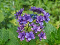 東慶寺　かけこみ寺・縁切寺と言われて・・・　紫陽花咲く季節に来てみました。