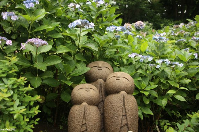 6月も下旬となり、そろそろ紫陽花もお終い。<br />前夜からの雨も止みそうな天気予報だったので、鎌倉・長谷寺へ紫陽花の見納めに出掛けました。<br /><br />5月25日以来、ほぼ1ヶ月ぶりの長谷寺ですが、果たして紫陽花はどうなっているでしょうか？